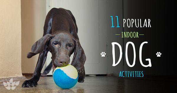 test-Tired Dog = Happy Dog: 11 Ways to Keep Your Pooch Active Indoors