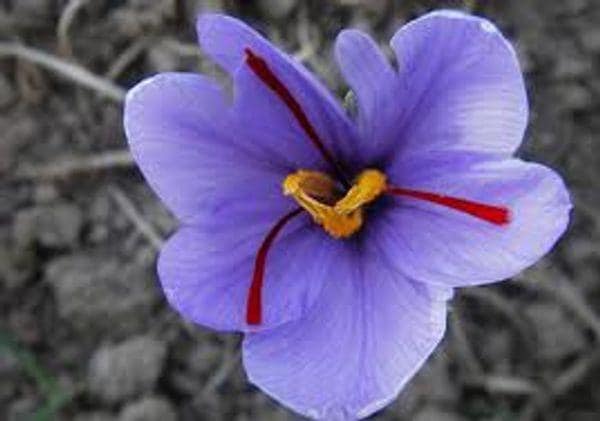 test-Why is Saffron So Expensive?