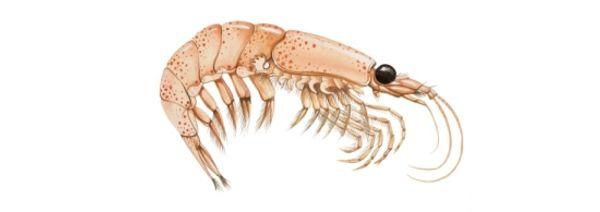 test-The Truth About Krill